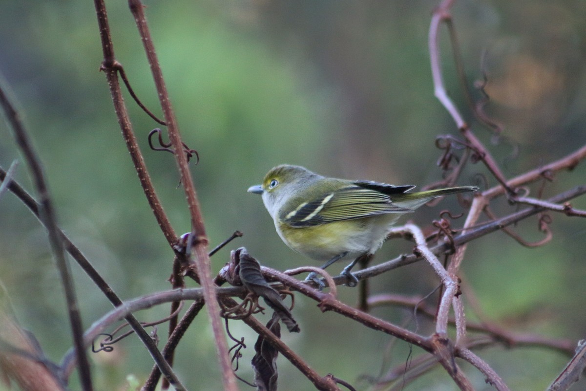 Ak Gözlü Vireo - ML647272065