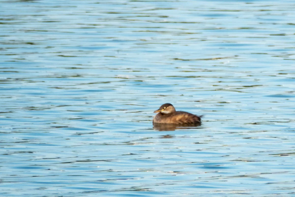 Küçük Batağan - ML647272066