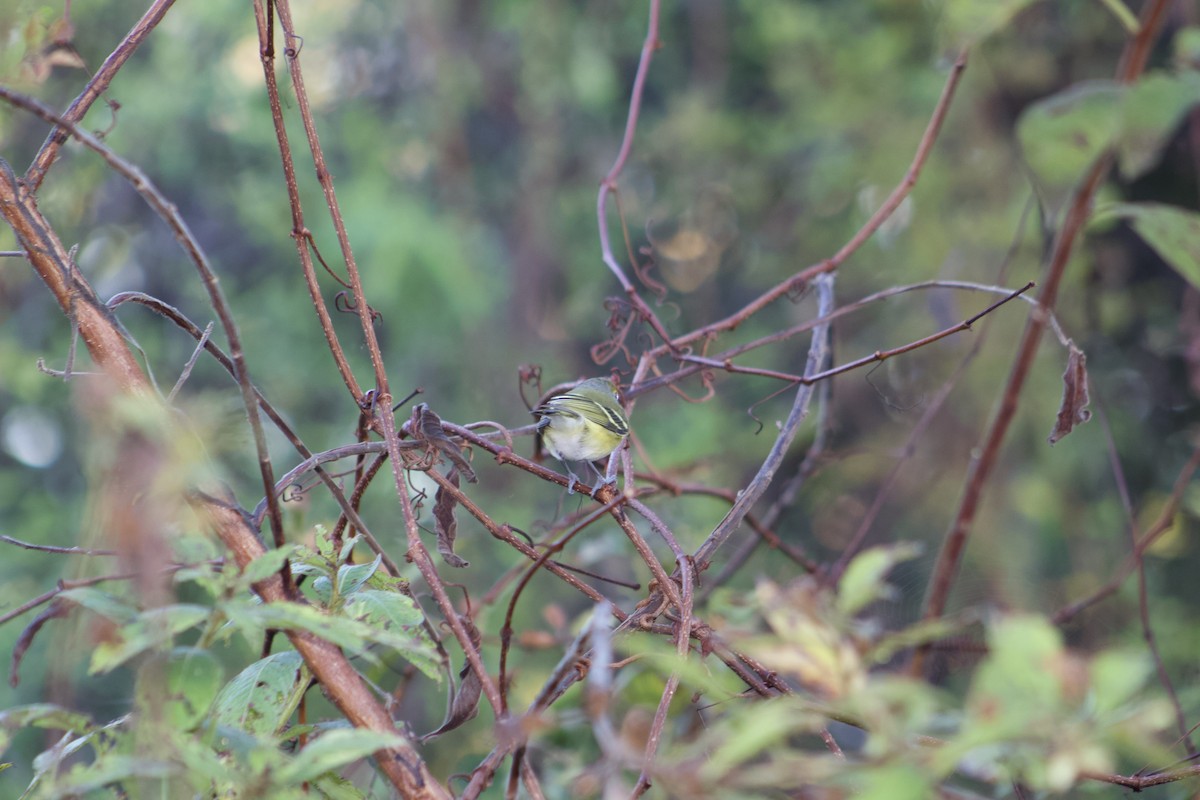 Ak Gözlü Vireo - ML647272067