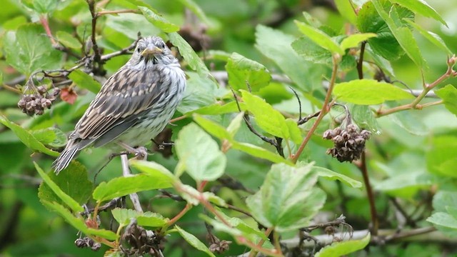 Cırcır Sesli Serçe - ML647272069