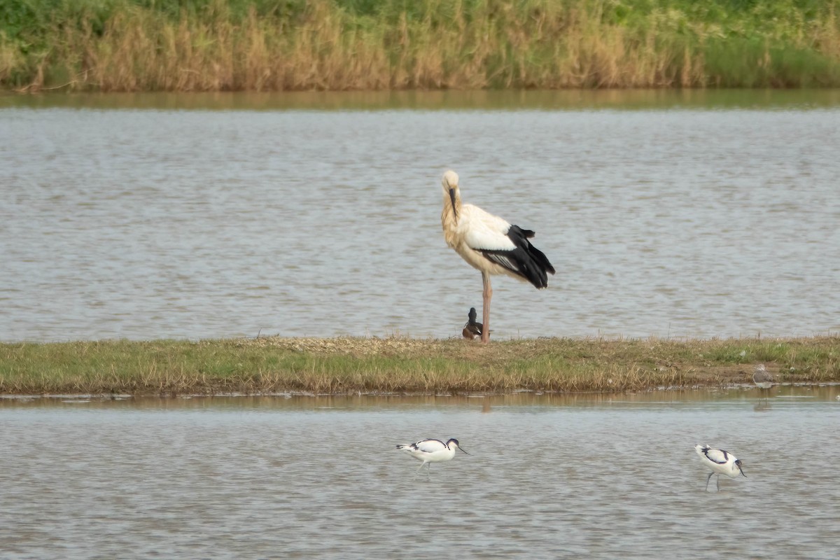 Oriyental Leylek - ML647272070