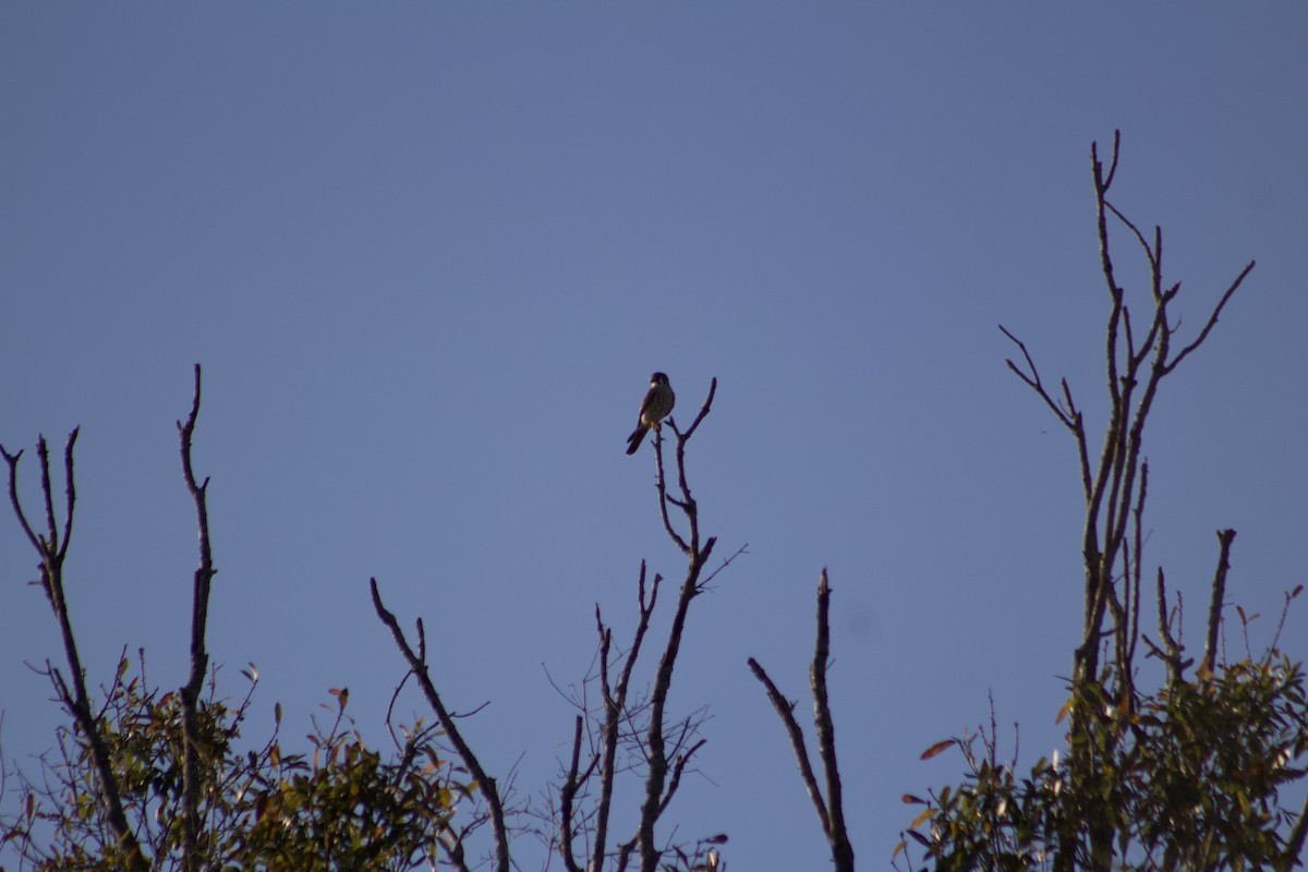 Ala Kerkenez - ML647272071