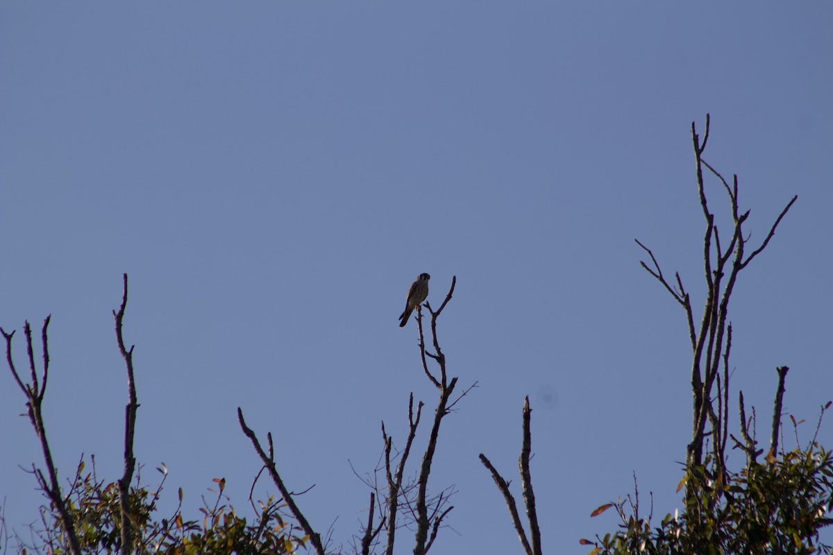 Ala Kerkenez - ML647272072