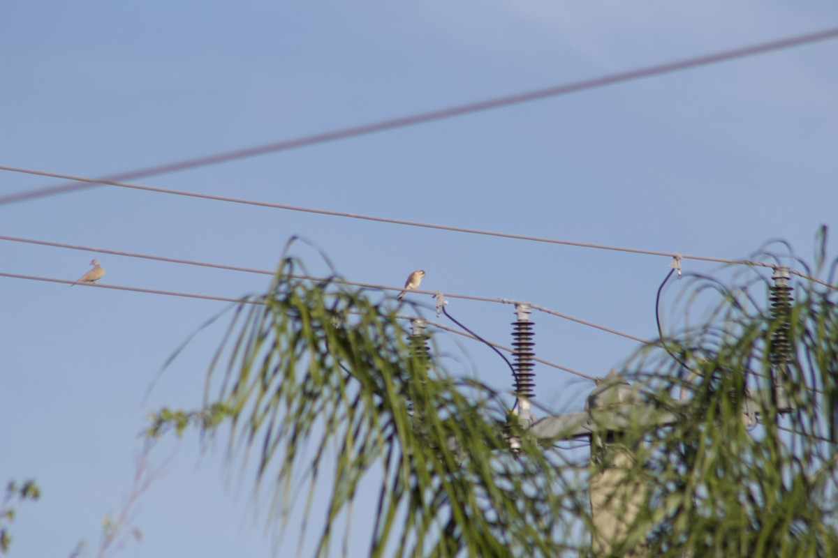 Ala Kerkenez - ML647272073