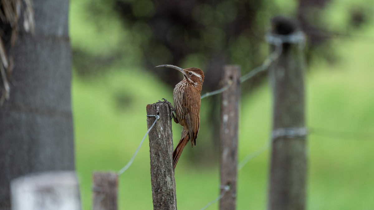 Orak Gagalı Tırmaşık - ML647272074