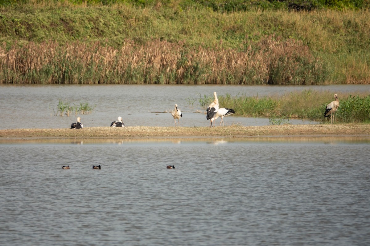 Oriyental Leylek - ML647272075