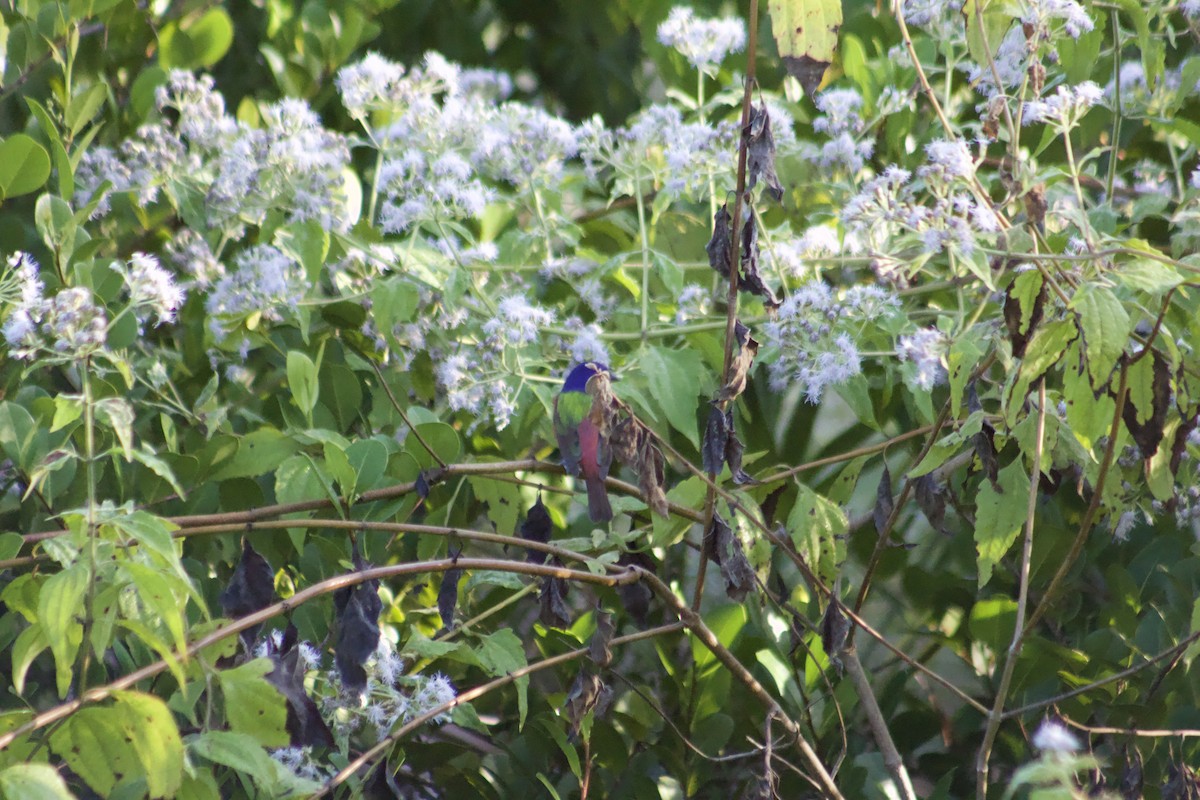 Boyalı Çinte - ML647272076