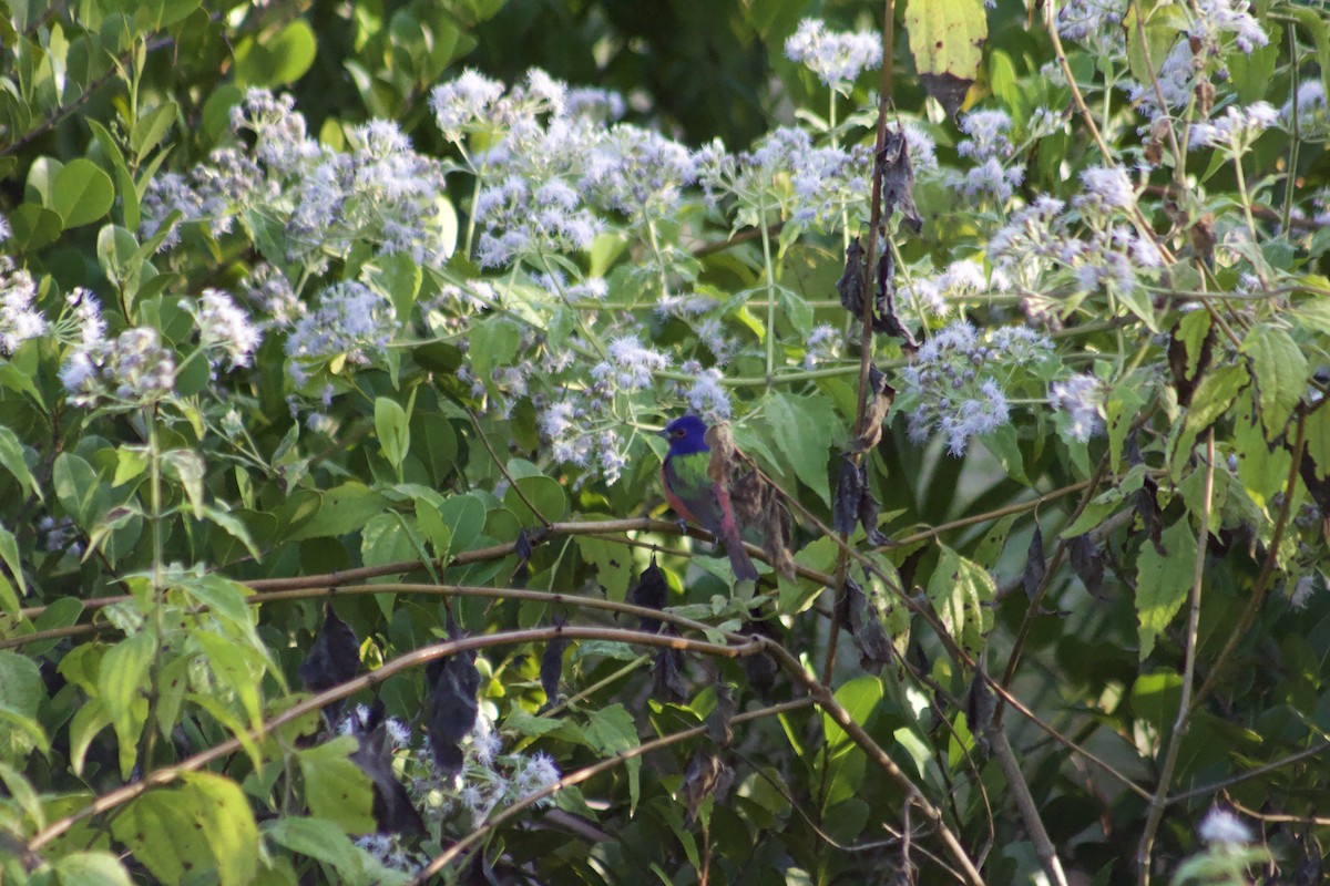 Boyalı Çinte - ML647272077