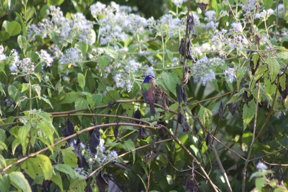 Boyalı Çinte - ML647272078