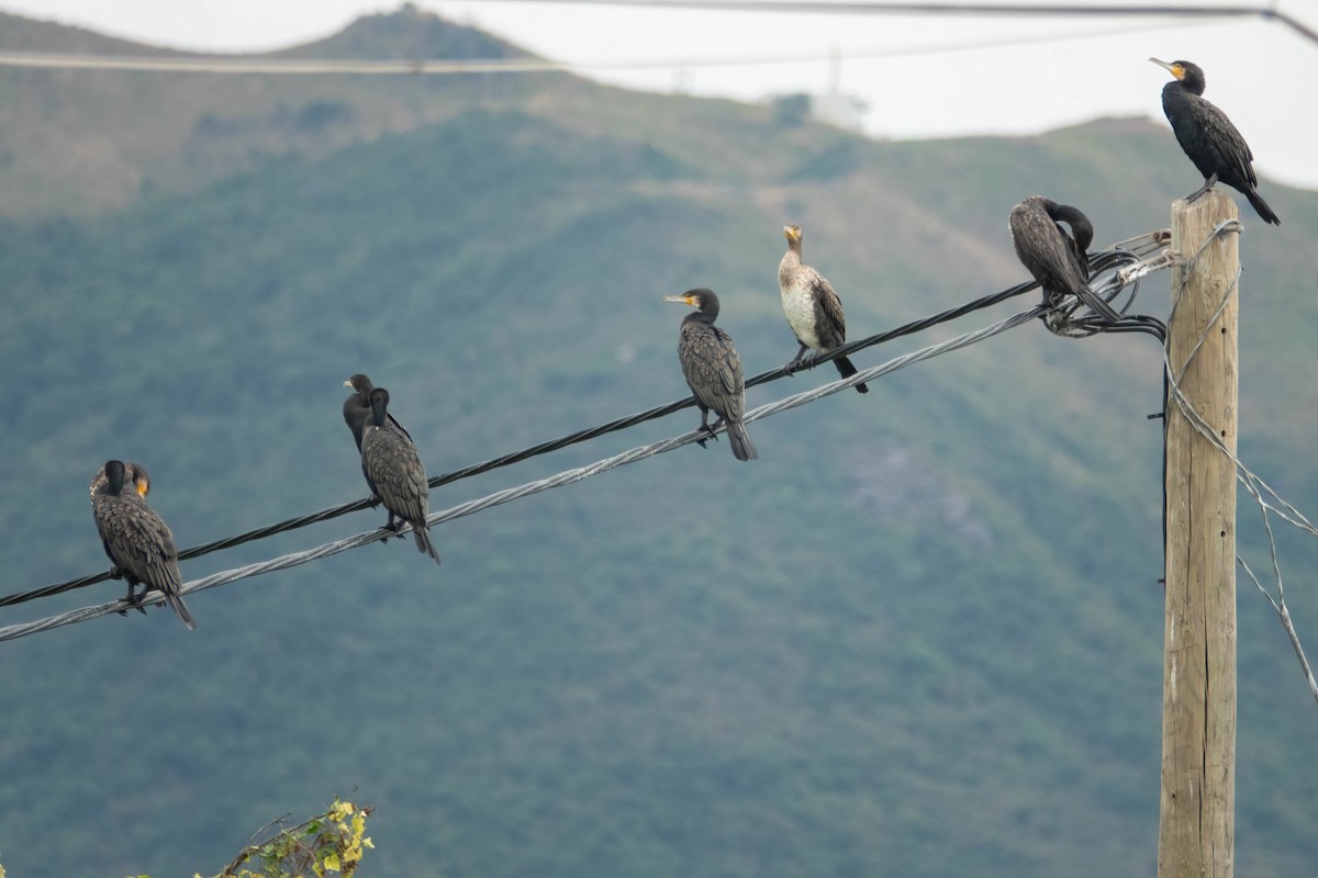 Karabatak - ML647272079