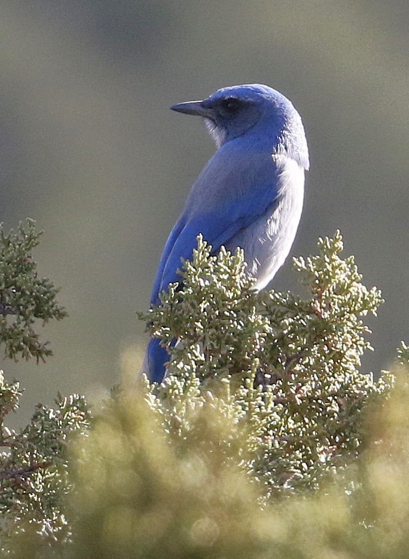 Woodhouse Çalı Kargası - ML647272080