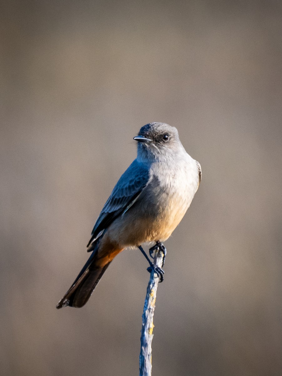 Say Fibisi - ML647272081