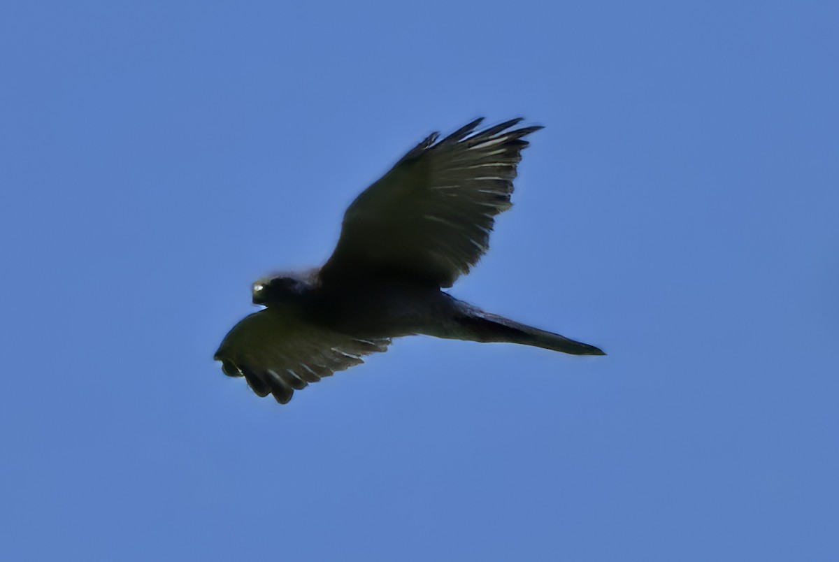 Kahverengi Çakır - ML647272083