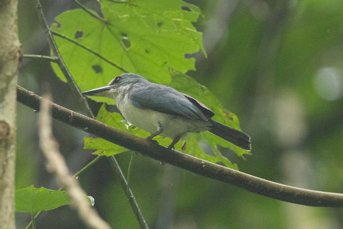 Tahiti Yalıçapkını (veneratus) - ML647272084