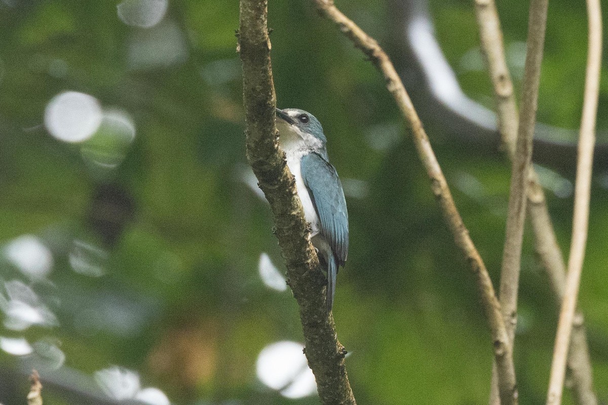 Tahiti Yalıçapkını (veneratus) - ML647272085