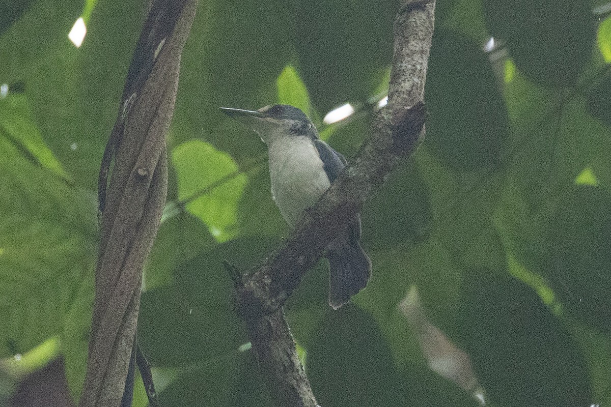 Tahiti Yalıçapkını (veneratus) - ML647272086