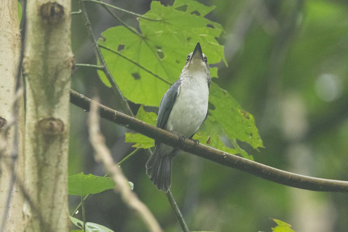 Tahiti Yalıçapkını (veneratus) - ML647272087