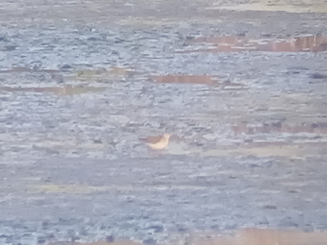 Bataklık Düdükçünü - ML647272088