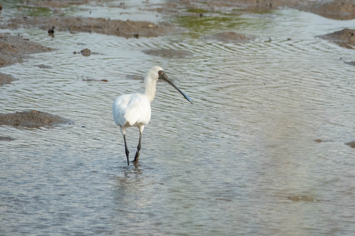 Küçük Kaşıkçı - ML647272090