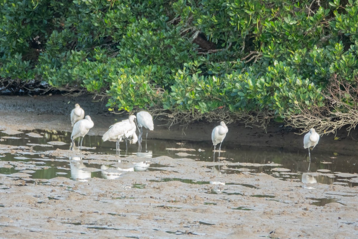 Küçük Kaşıkçı - ML647272091