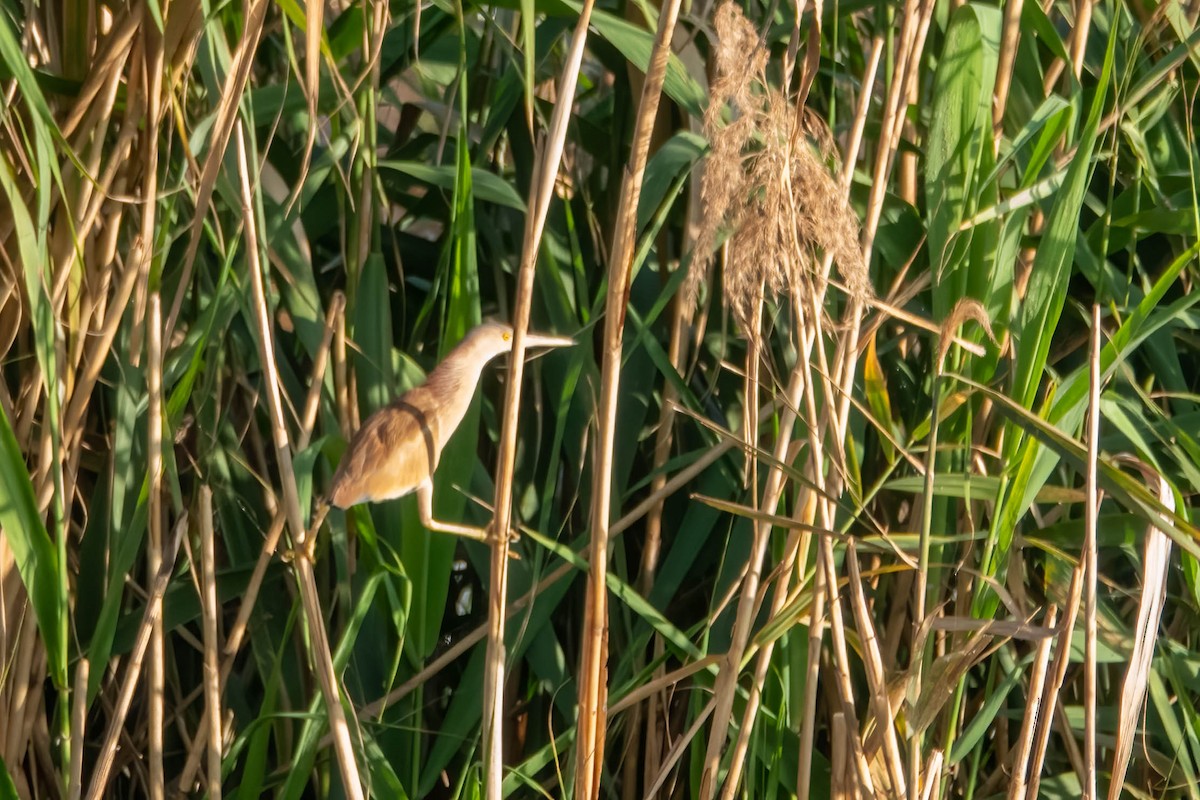 Yellow Bittern - ML647272092