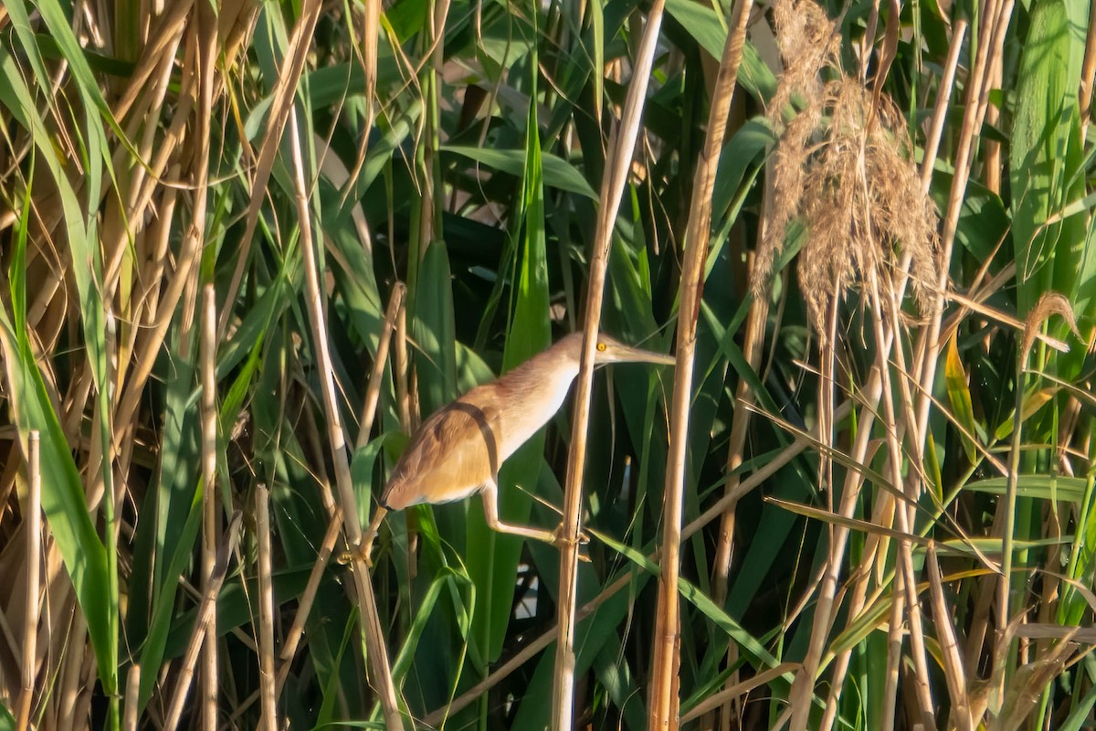 Yellow Bittern - ML647272096