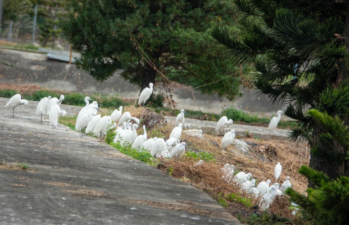 Little Egret - ML647272106