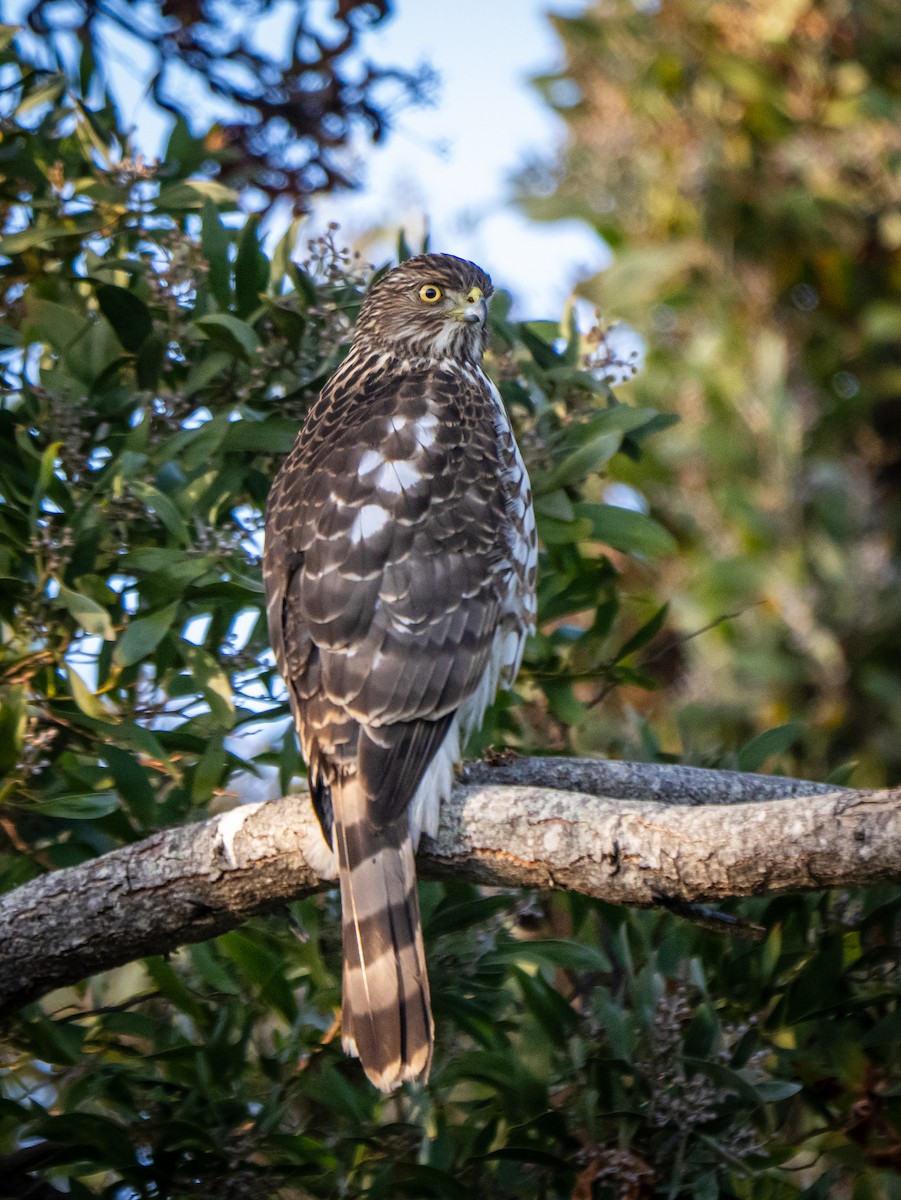 Cooper's Hawk - ML647272107