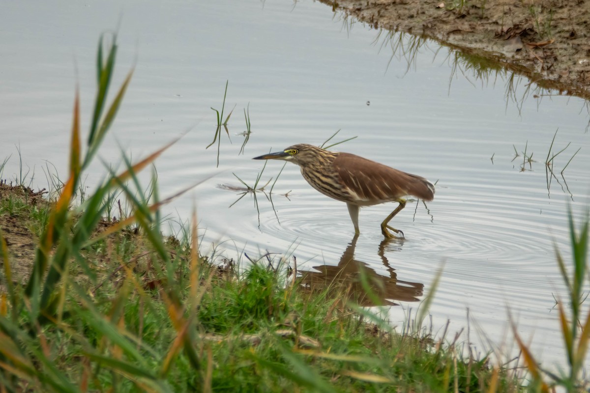 Chinese Pond-Heron - ML647272108