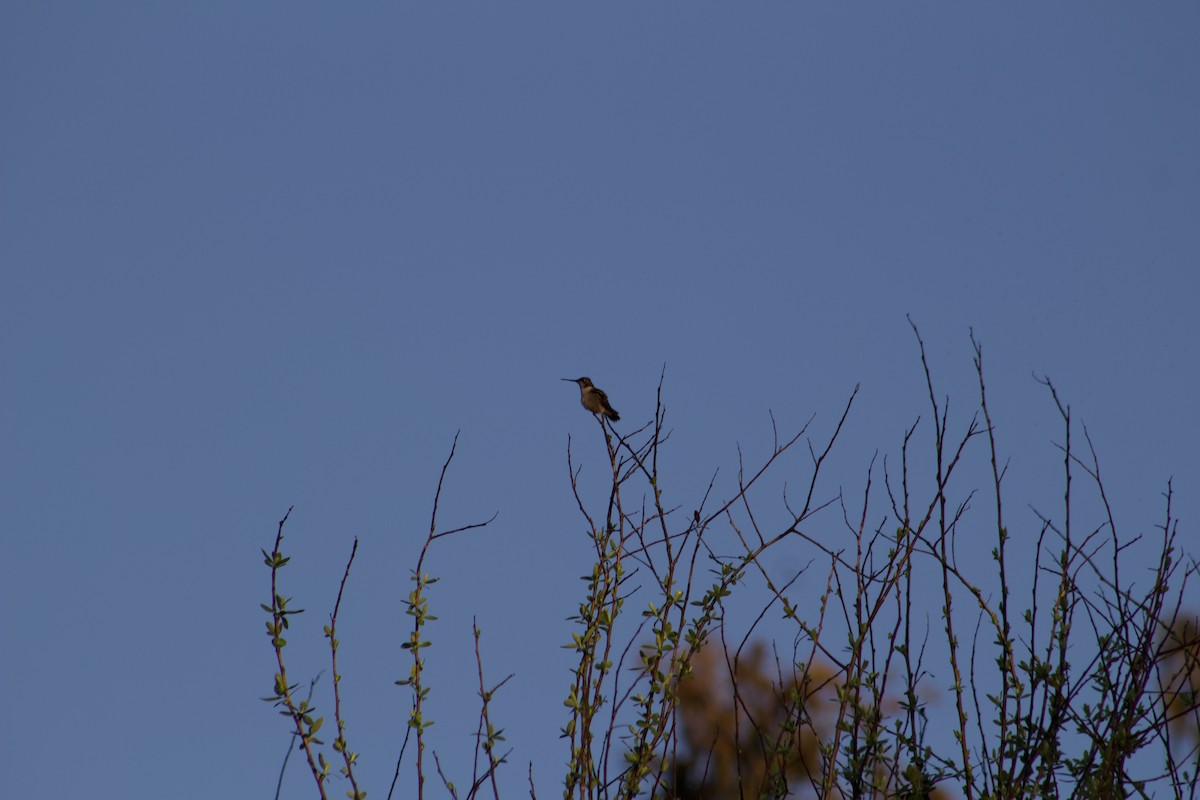 Colibrí Gorjirrubí - ML647272110