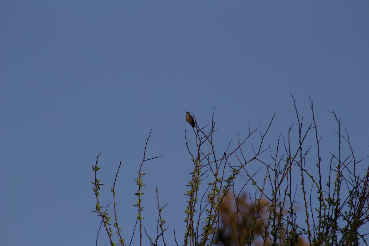 Colibrí Gorjirrubí - ML647272111