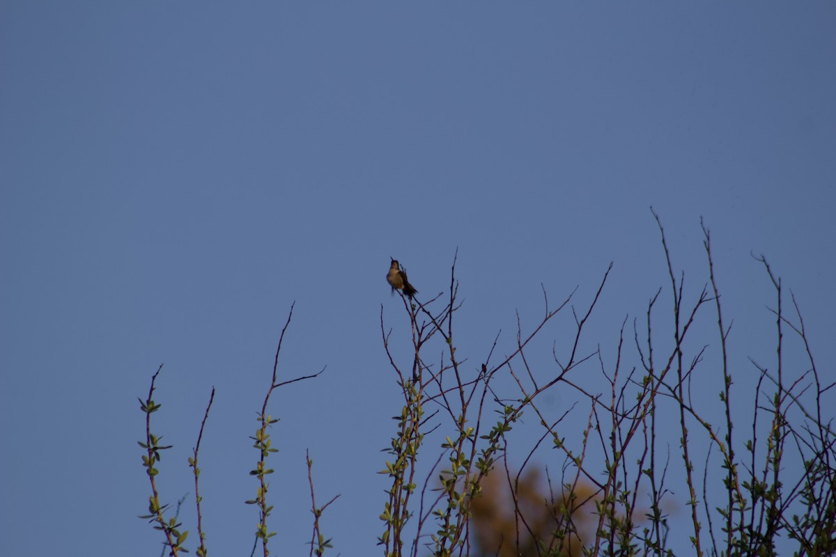 Colibrí Gorjirrubí - ML647272112