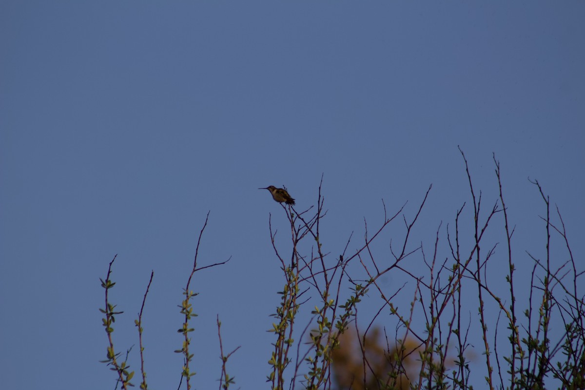Colibrí Gorjirrubí - ML647272113