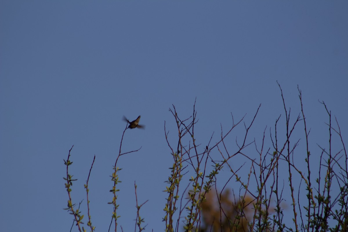 Colibrí Gorjirrubí - ML647272114