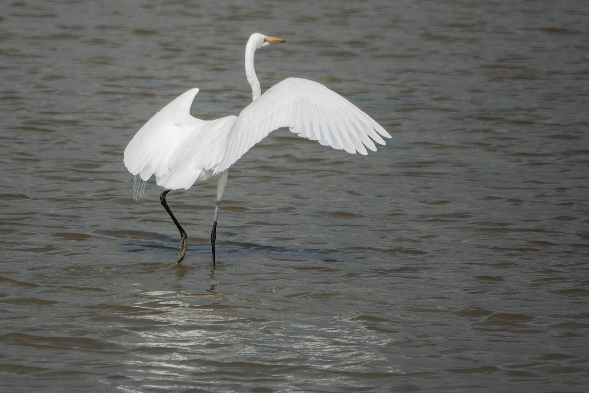 Garceta Grande - ML647272117