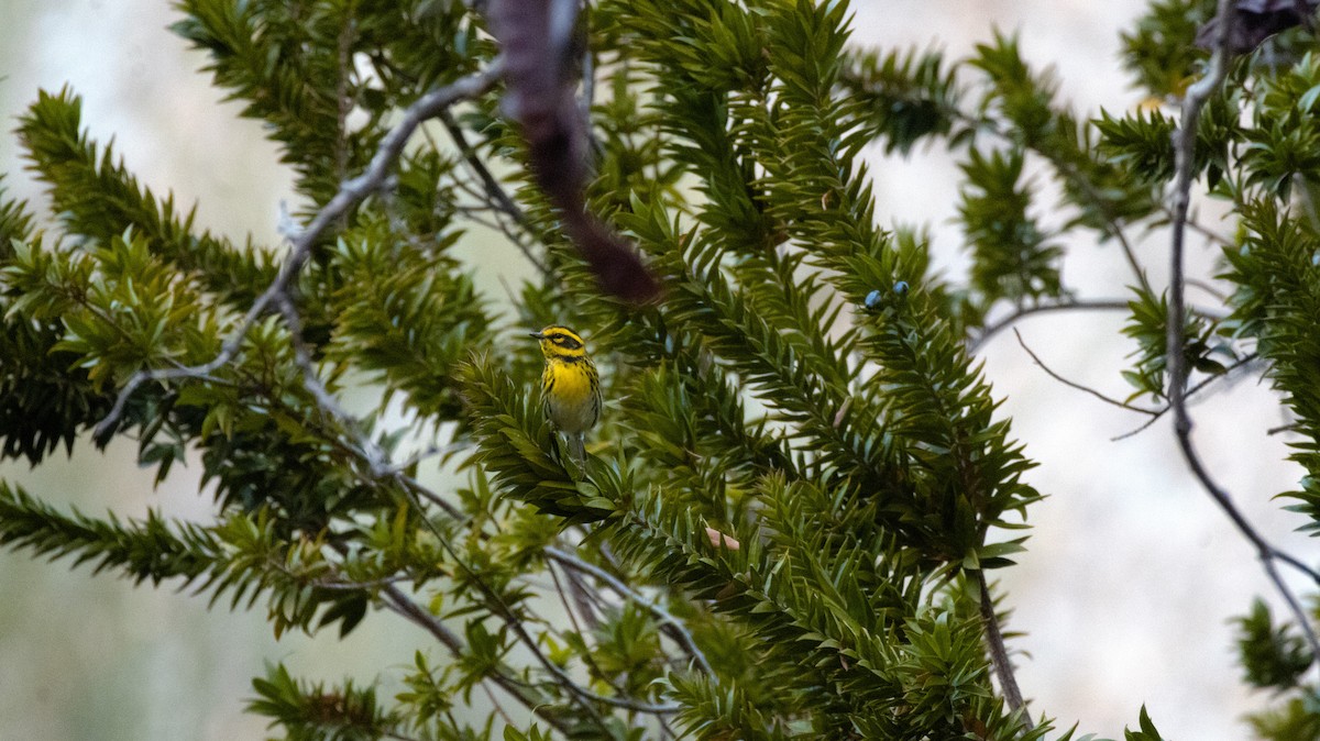 Townsend's Warbler - ML647272124