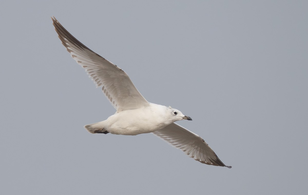 racek reliktní - ML647272128