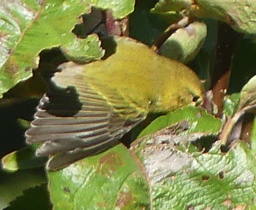 Червоїд світлобровий - ML647272132