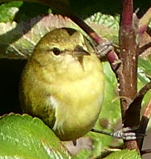 Червоїд світлобровий - ML647272134