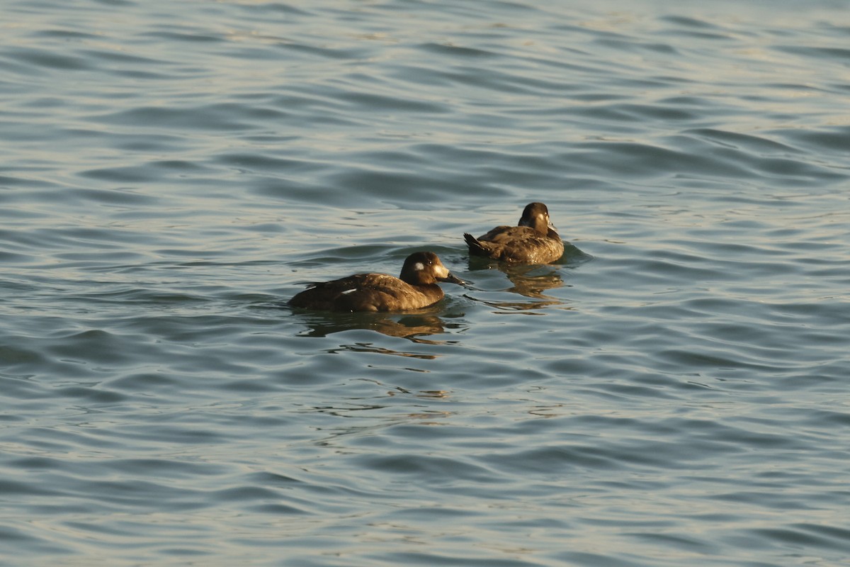 White-winged Scoter - ML647272141