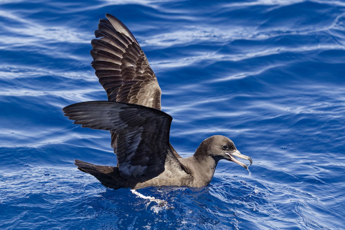 アカアシミズナギドリ - ML647272142