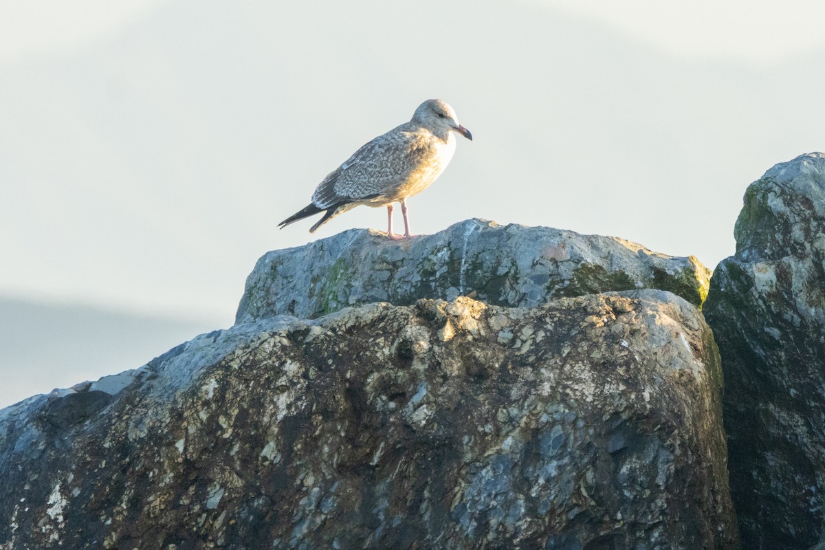 American Herring Gull - ML647272147