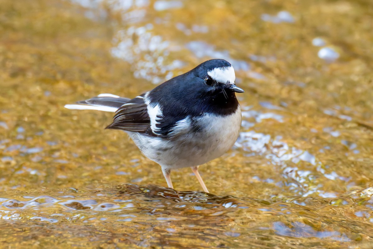 Little Forktail - ML647272148