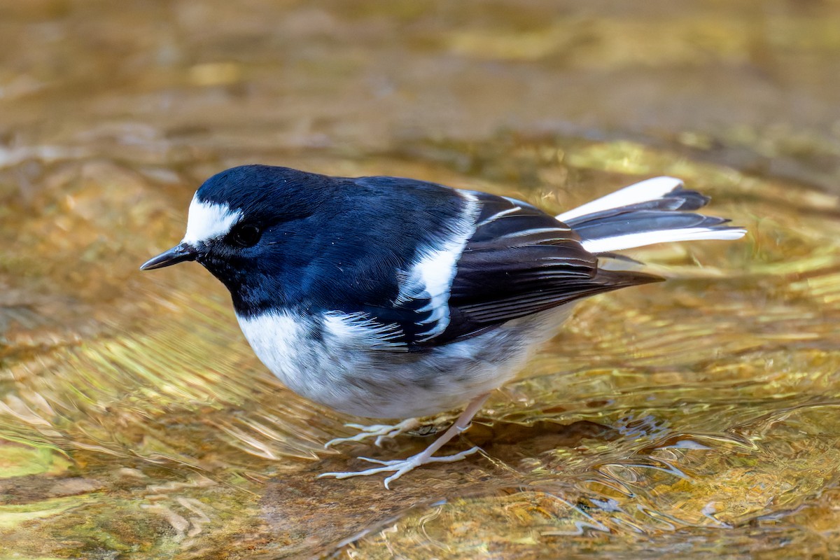 Little Forktail - ML647272149