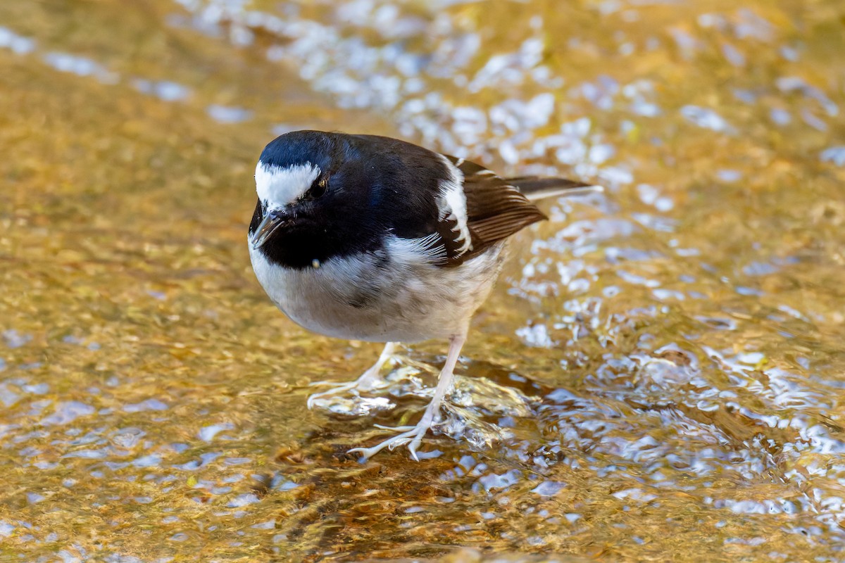 Little Forktail - ML647272150
