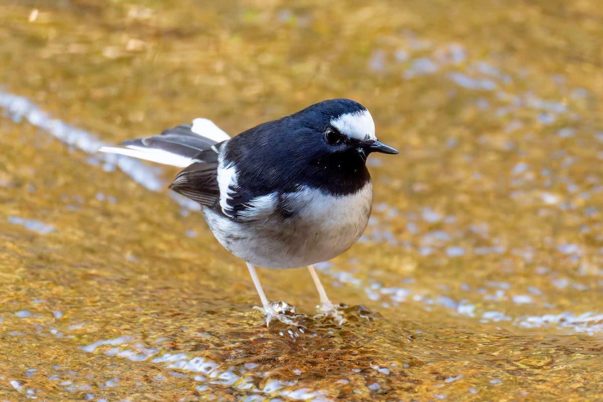 Little Forktail - ML647272151