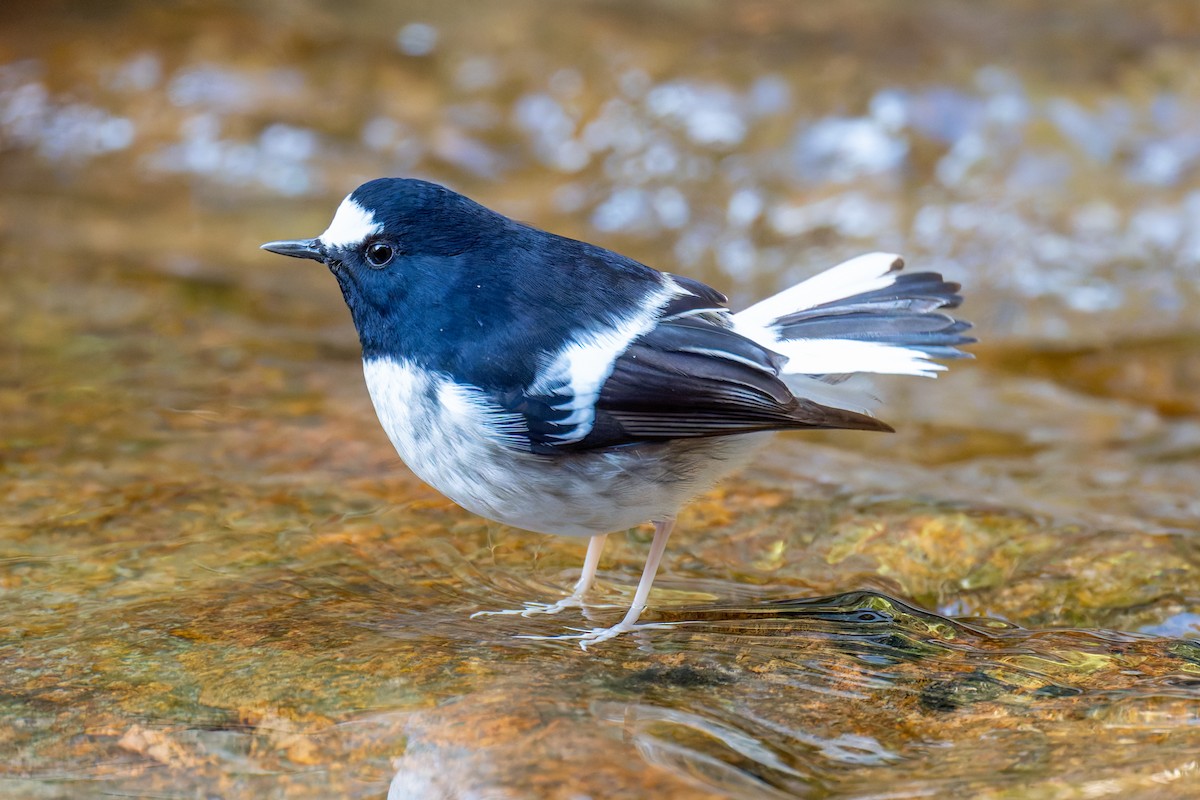 Little Forktail - ML647272152
