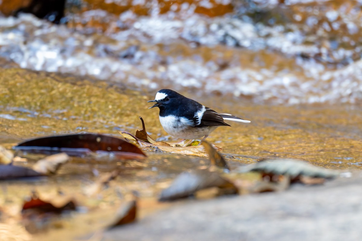 Little Forktail - ML647272153
