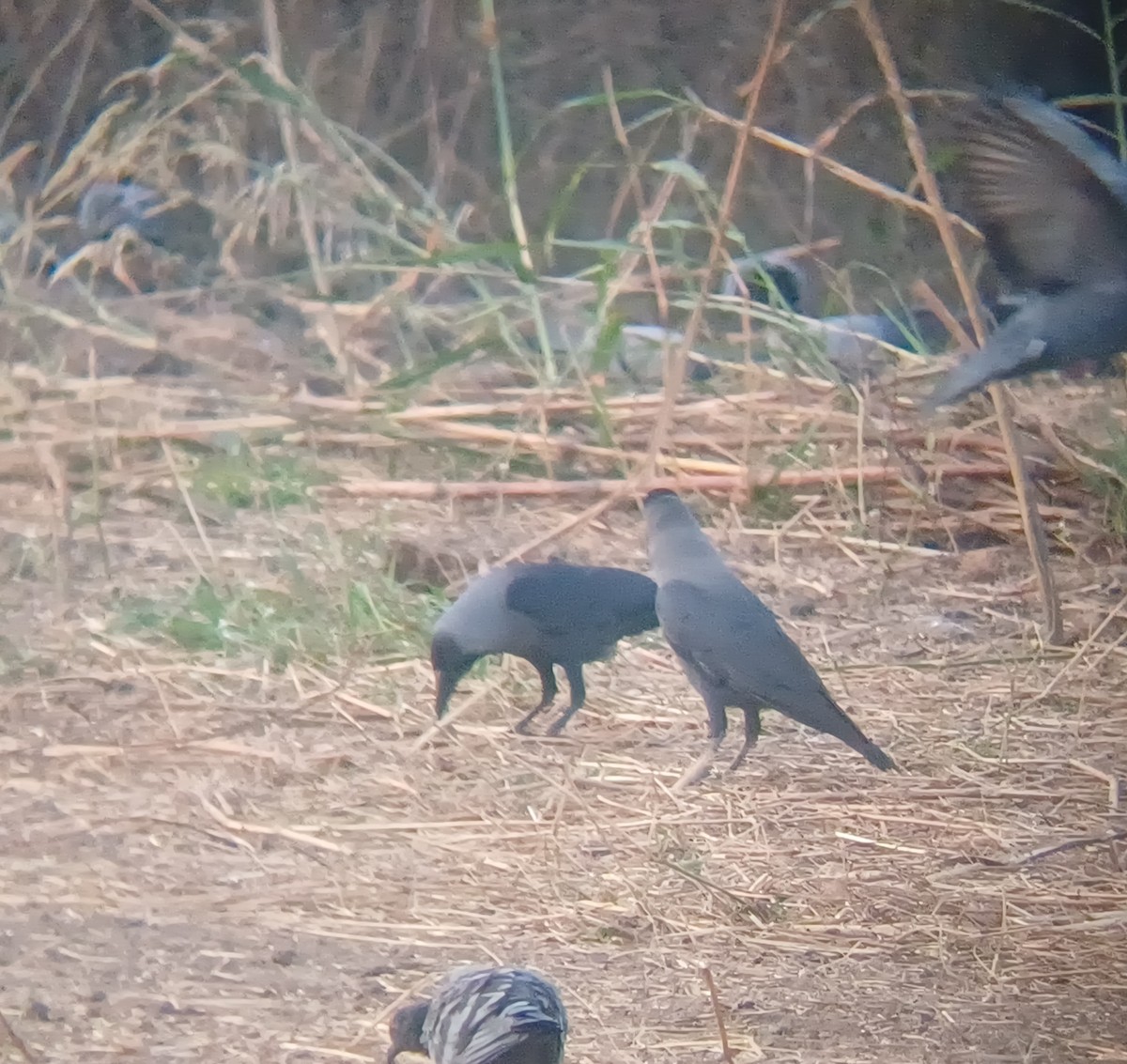 Ворона індійська - ML647272157