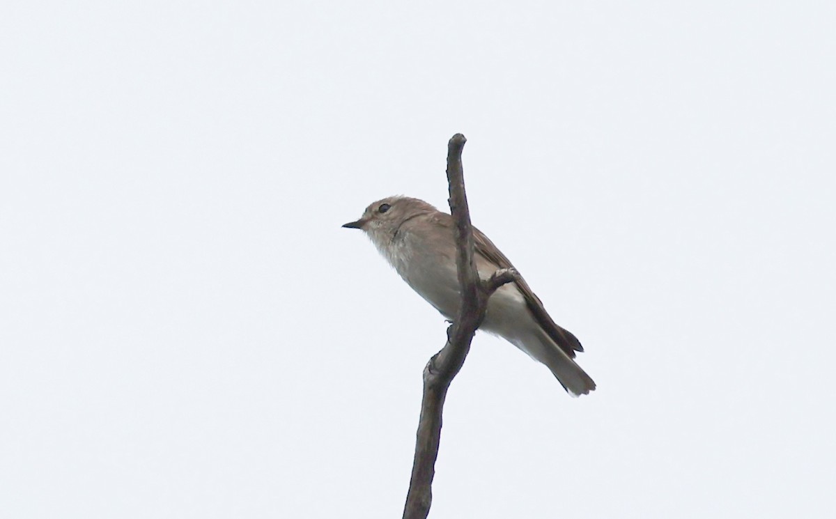 lejsčík šedohnědý - ML647272165